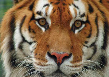 Tiger Bild