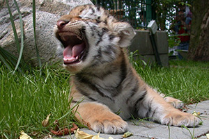 Junger Tiger brüllt