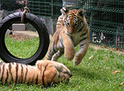 Zwei spielende Tiger