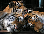 3 Tiger