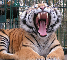 Tiger hautnah
